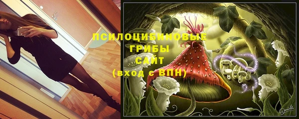 прущие грибы Переславль-Залесский